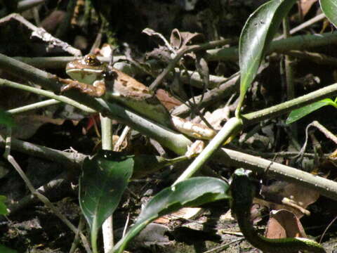 Image of Mexican Parrot Snake