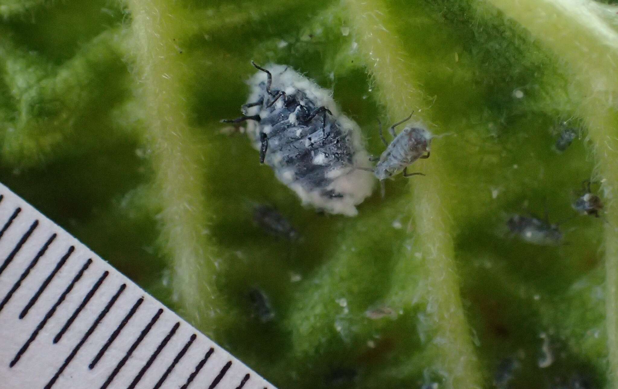 Image of Woolly aphids