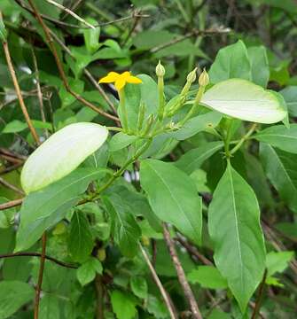 Image of Mussaenda parviflora Miq.