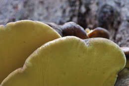 Image of Laetiporus portentosus (Berk.) Rajchenb. 1995