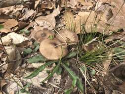 Image of Entoloma vernum S. Lundell 1937