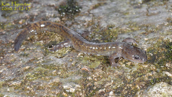 Image of Korean small salamander; Kkoma-Dorongnyong (Korean)