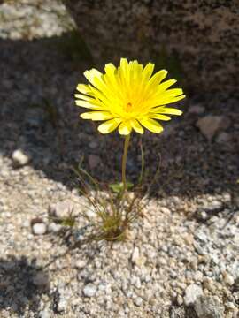 Image de Malacothrix californica DC.