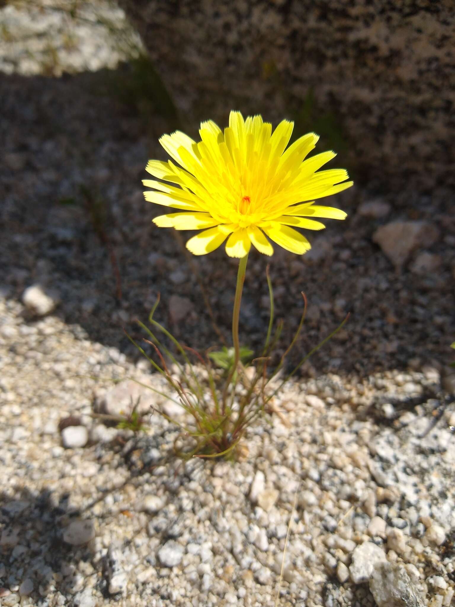 Image of California desertdandelion