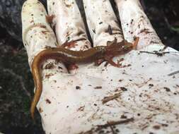 Image of Van Dyke's Salamander