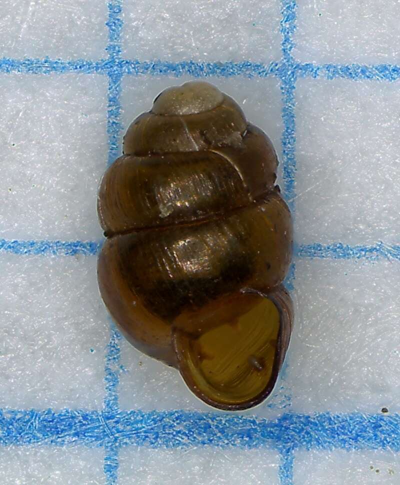 Image of Geyer's whorl snail