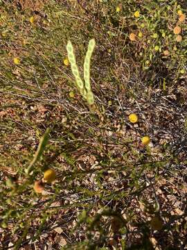 Imagem de Acacia adoxa var. subglabra Pedley