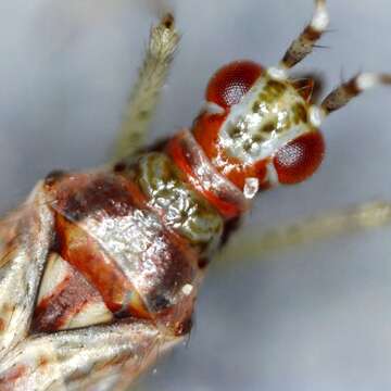 Image of Dicyphus stachydis J. Sahlberg 1878