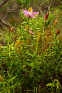 Image de Chironia baccifera L.