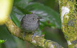 Image of Parker's Antbird