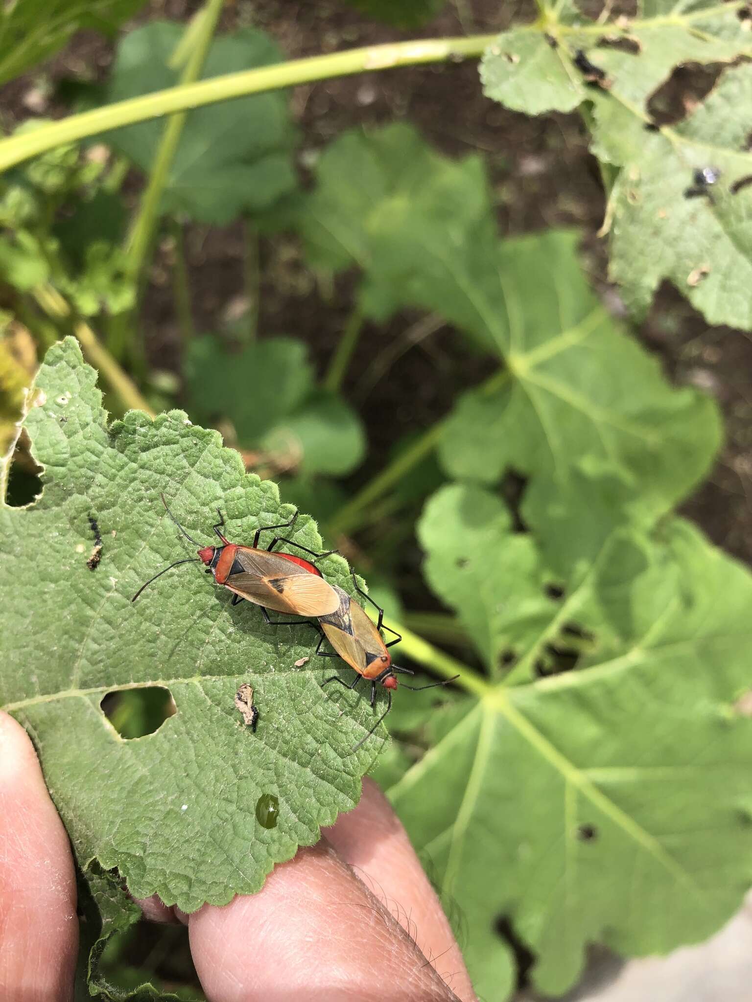 Image of Red bug