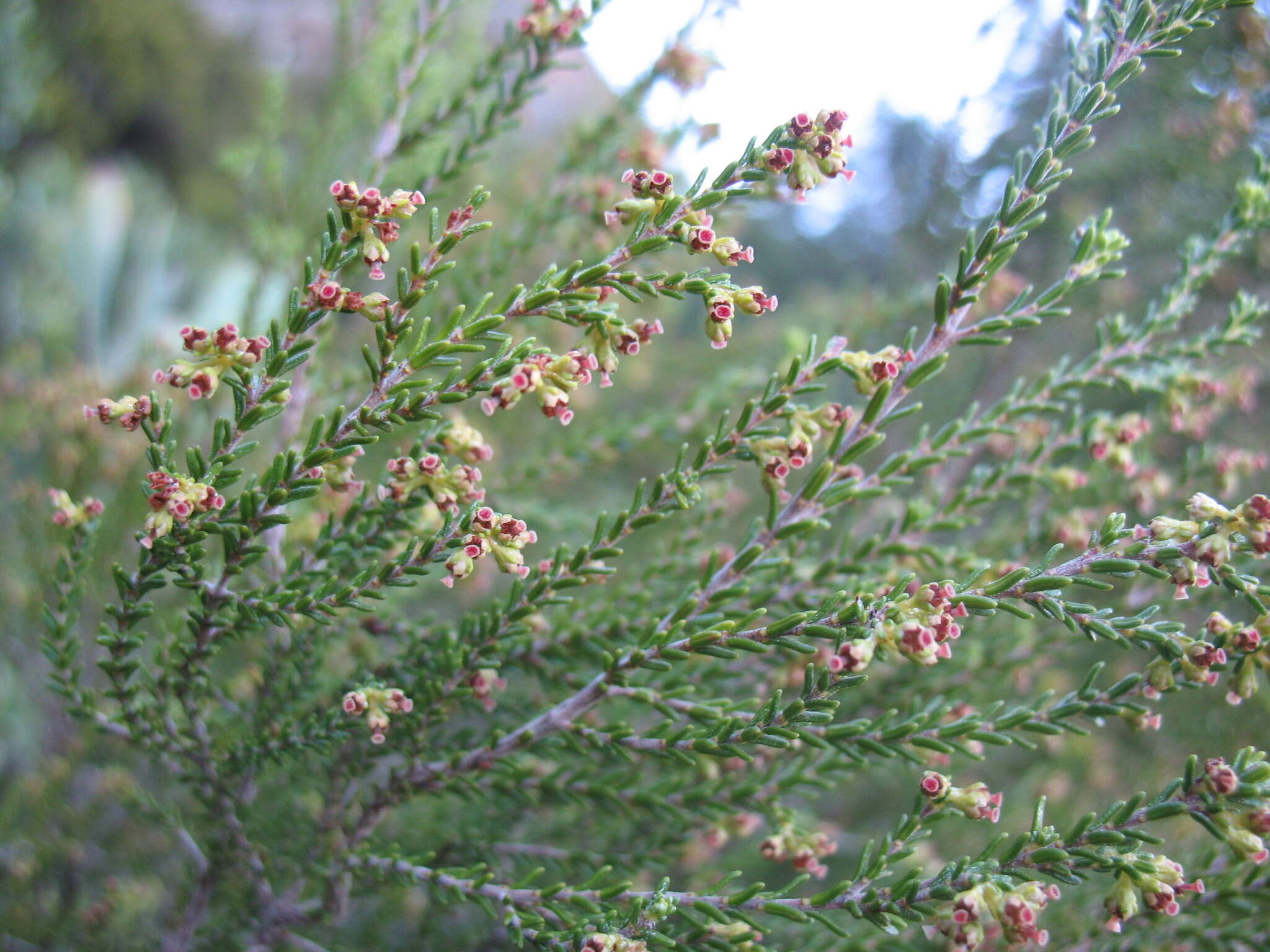 Image of Erica tristis Bartl.