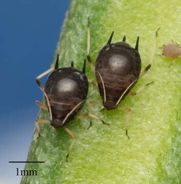 Image of Cowpea aphid