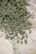 Image of Euphorbia chamaesyce L.