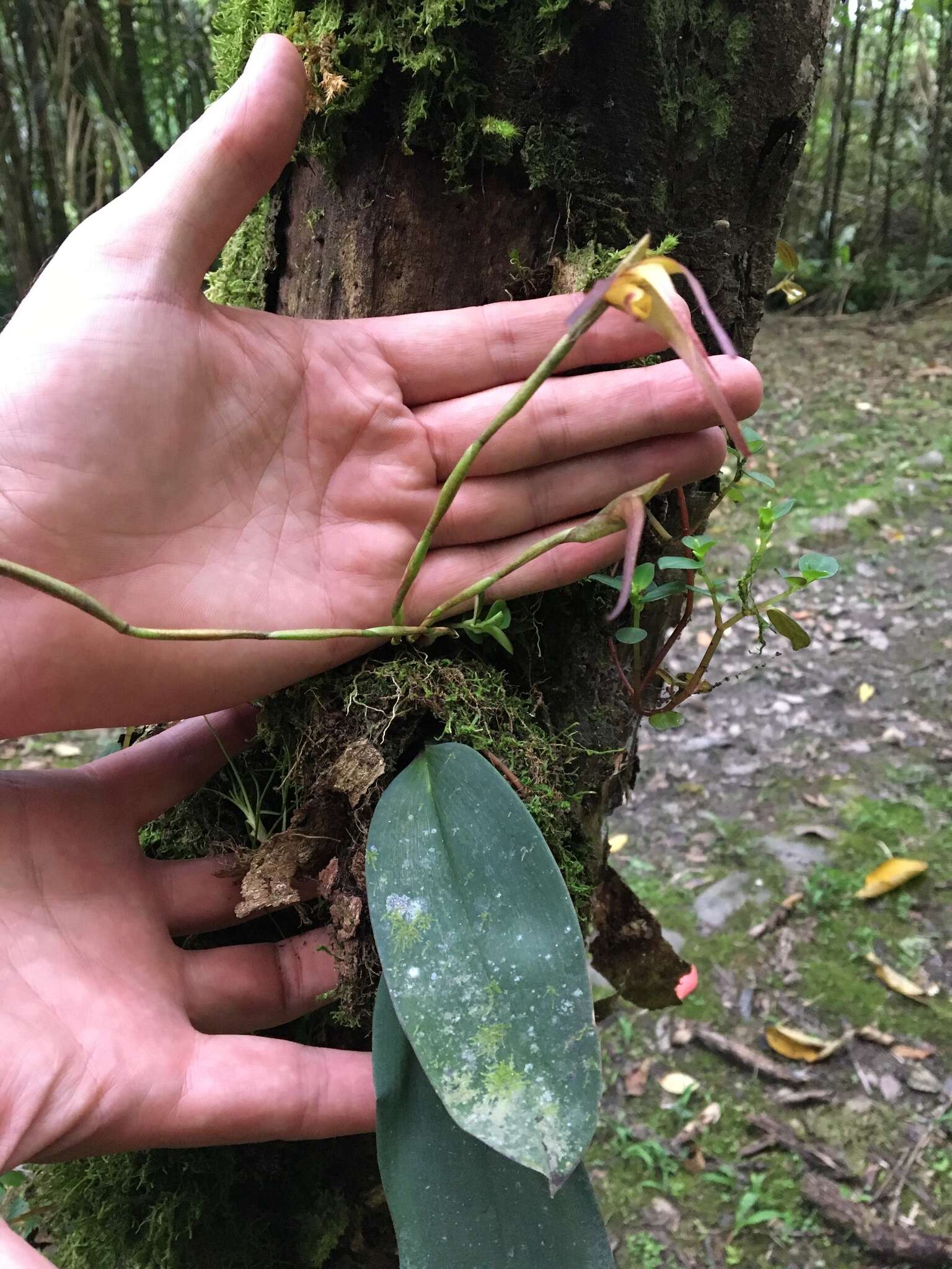 Image of Maxillaria pachyacron Schltr.