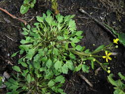 Слика од Ranunculus polyphyllus W. & K. ex Willd.