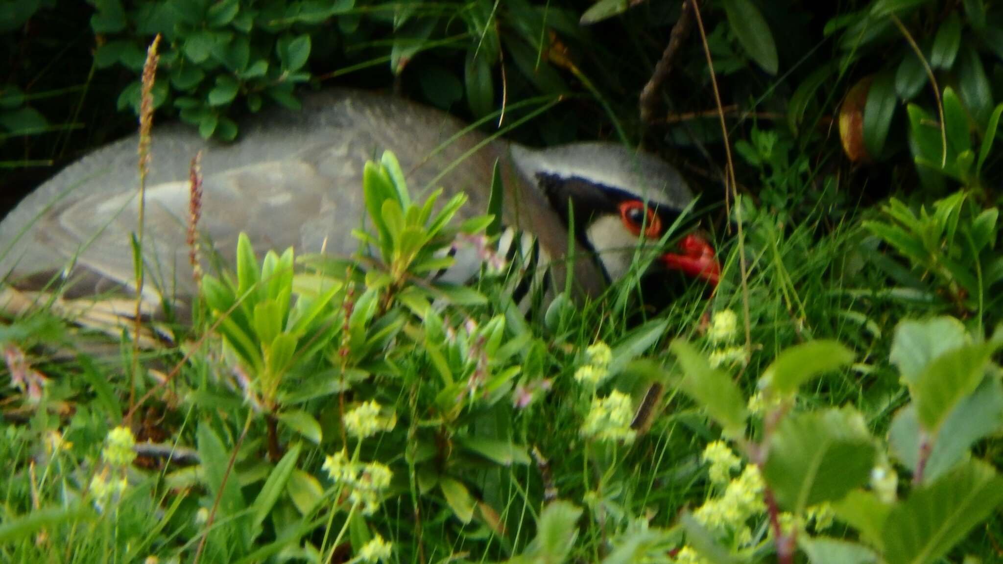 Image of Rock Partridge