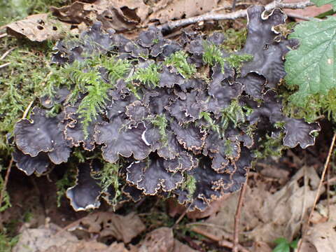 Image of Pacific felt lichen