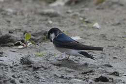 Image of Asian House Martin