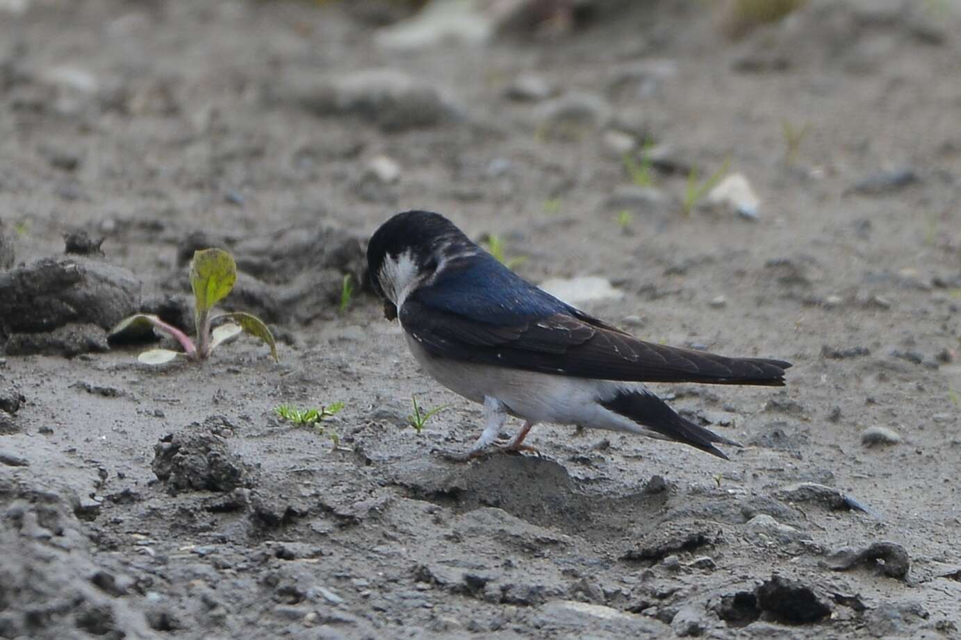 Image of Asian House Martin