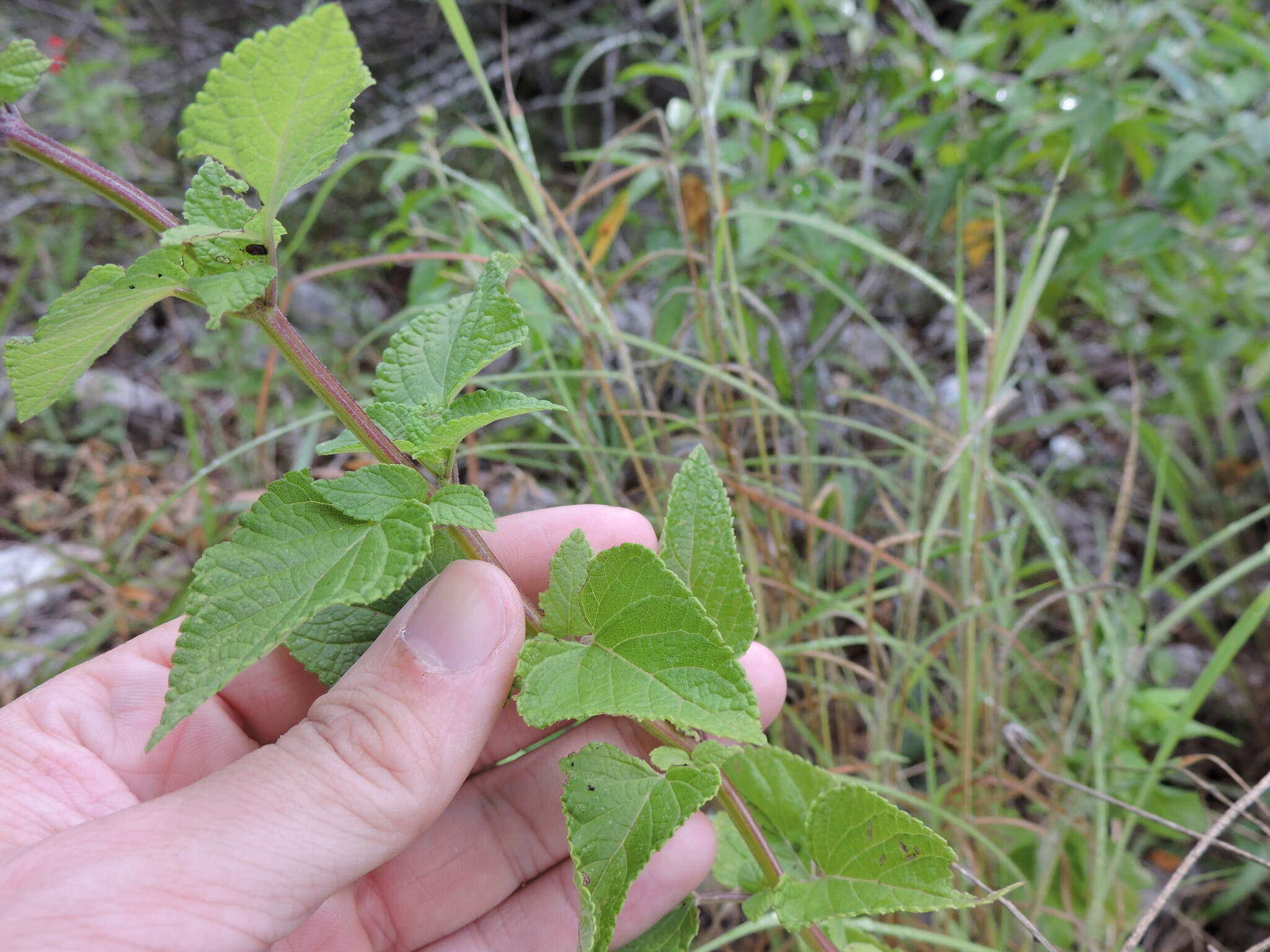 Image of Red sage