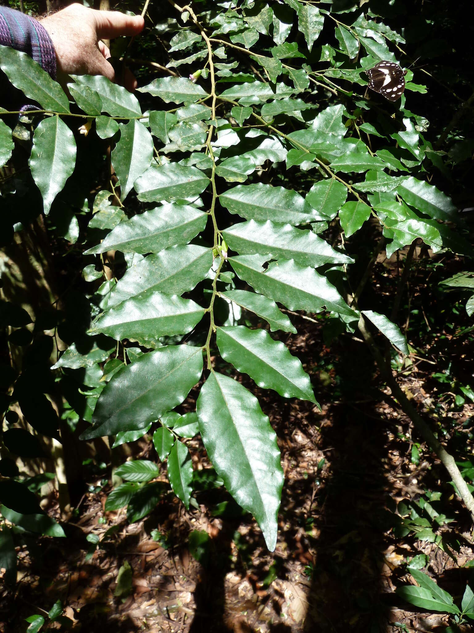 Image of Carpolobia alba G. Don