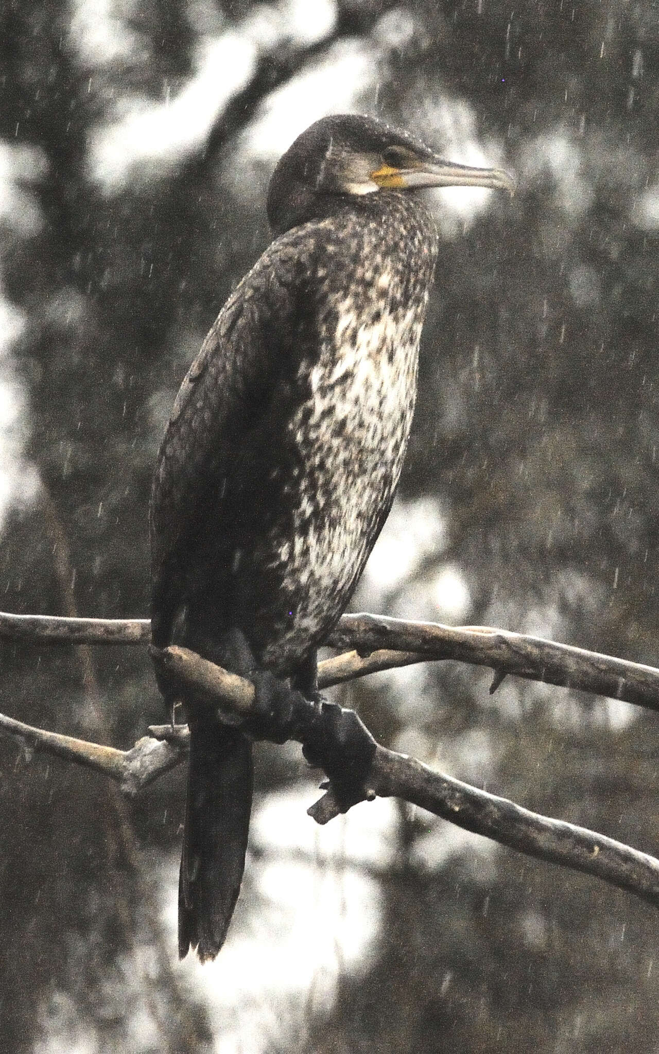 Image of Phalacrocorax carbo carbo (Linnaeus 1758)