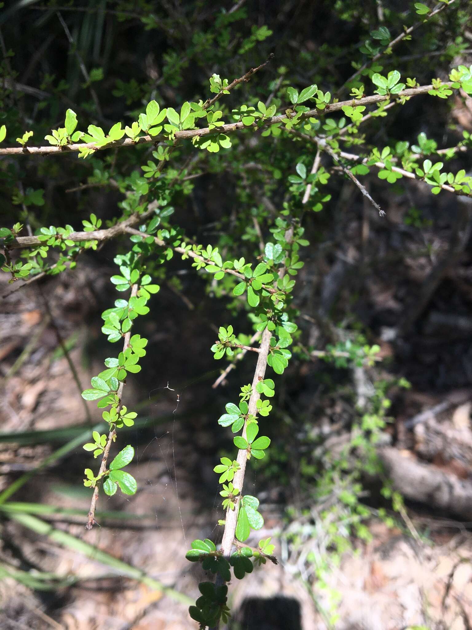 Image of Pittosporum spinescens (F. Müll.) L. W. Cayzer, M. D. Crisp & I. R. H. Telford