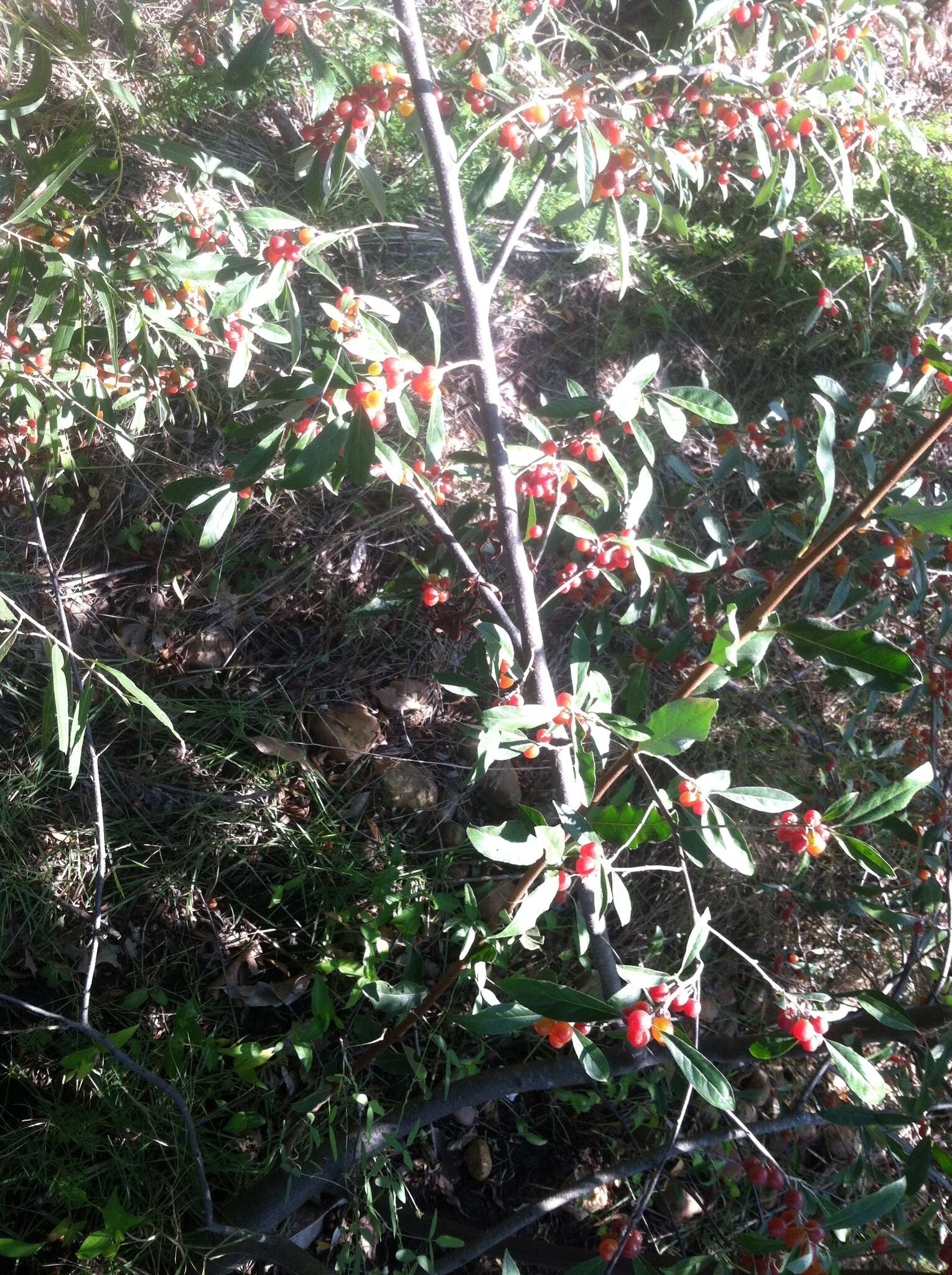 Image of autumn olive