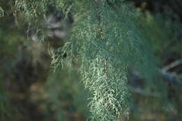 Image of saltcedar