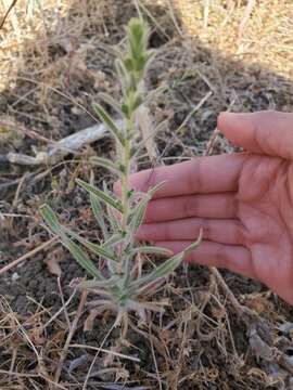 Image of big tarweed