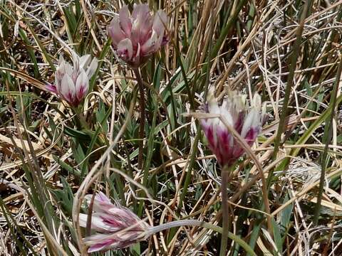 Image of Uinta Clover