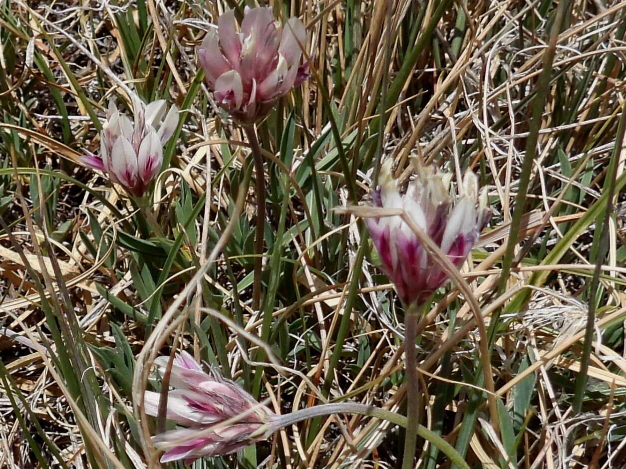 Image of Uinta Clover