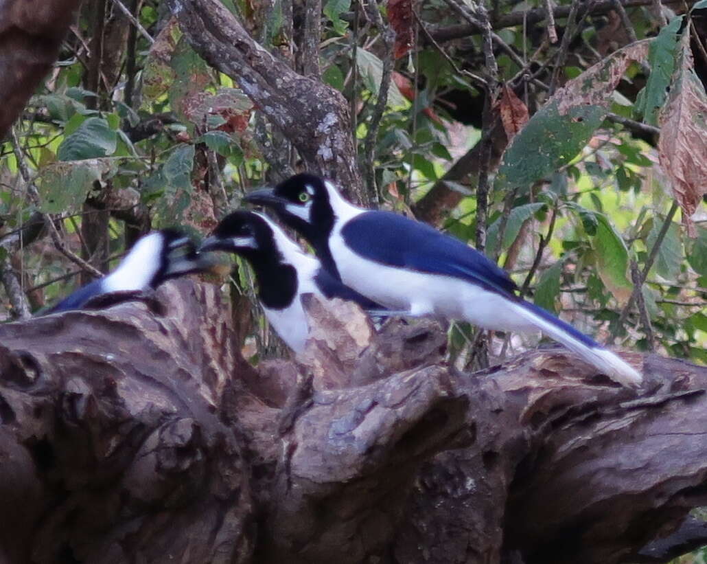 Image of White-tailed Jay