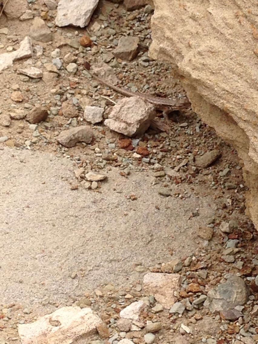 Image of Common Sagebrush Lizard