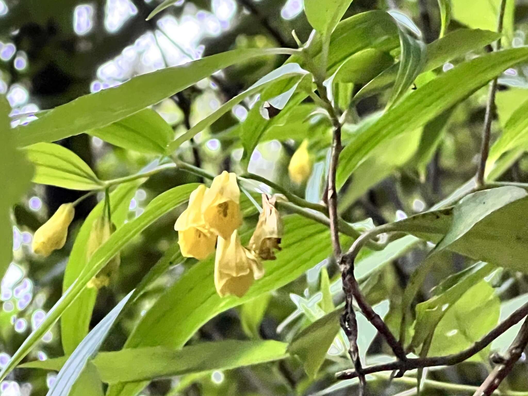 Image of Disporum shimadae Hayata