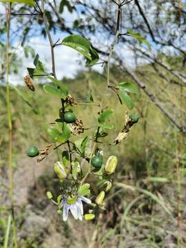 Image of Passiflora standleyi Killip