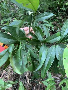 Image of Ilex cochinchinensis (Lour.) Loes.