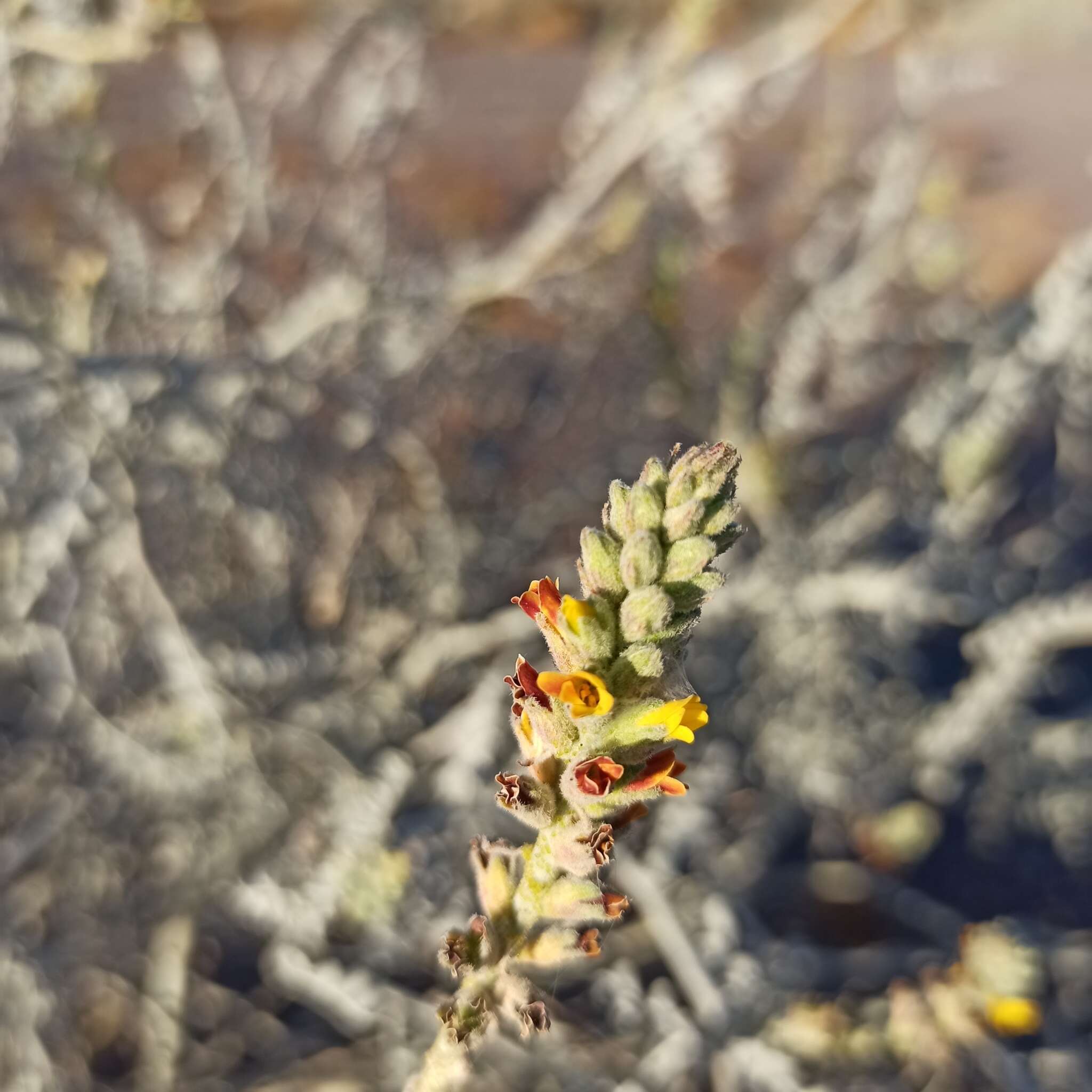 Image of Errazurizia megacarpa (S. Watson) I. M. Johnst.