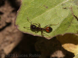 Imagem de Solenopsis richteri Forel 1909