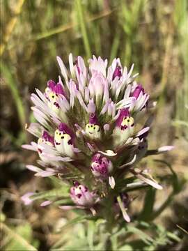 Image of Castillejinae