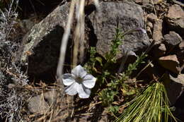 صورة Petunia axillaris subsp. subandina T. Ando