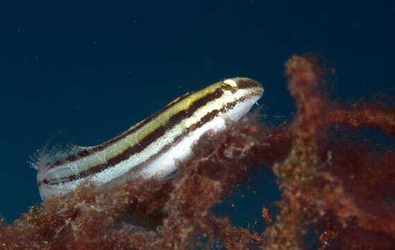 Image of Short-head Sabretooth Blenny