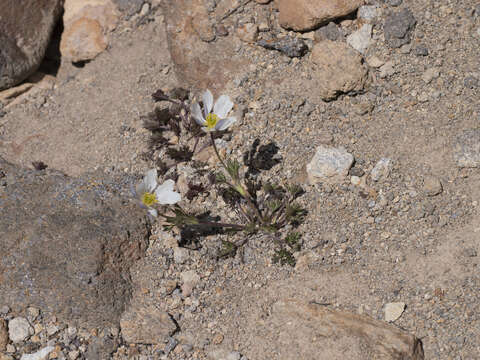 Anemone drummondii S. Wats. resmi