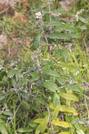 Image of Olearia covenyi N. S. Lander