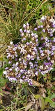 Image of Gentianella ramosa (Hegetschw.) J. Holub