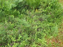 Image of American climbing fern