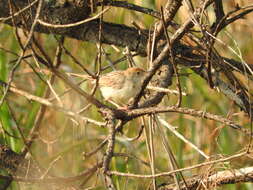 Cisticola chiniana (Smith & A 1843) resmi