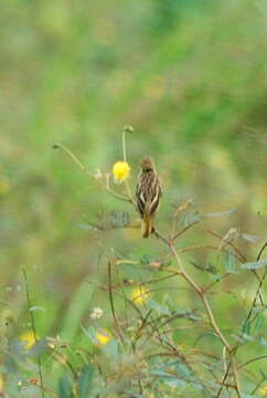 Image of Golden-backed Weaver