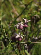 Image of Diplolepis geminiflora (Decne.) Liede & Rapini